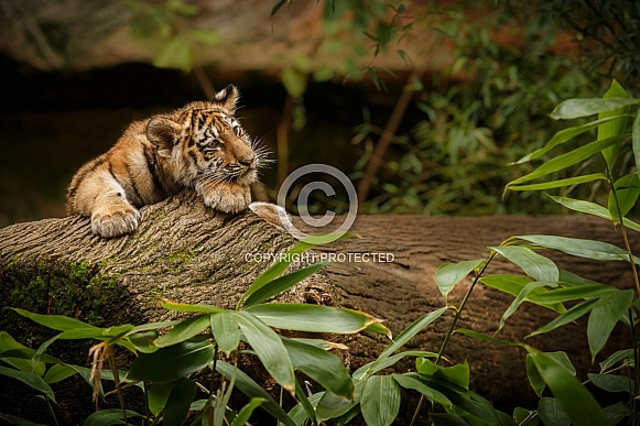 Beautiful tiger in the nature habitat. Tiger pose in amazing light. Wildlife scene with wild animal. Indian wildlife. Indian tiger. Panthera tigris tigris.