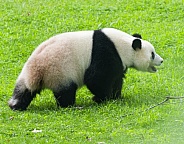 Giant Pandas