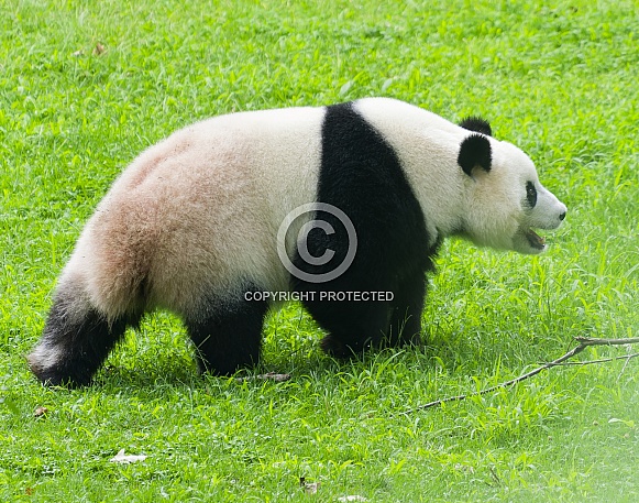 Giant Pandas