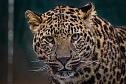 Young African Leopard (Panthera Pardus)