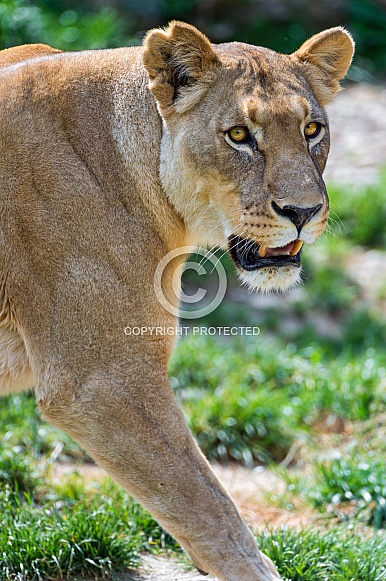 Lioness