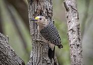 Golden-fronted Woodpecker