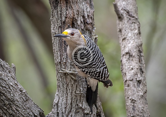 Golden-fronted Woodpecker