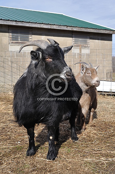 Pygmy Goats