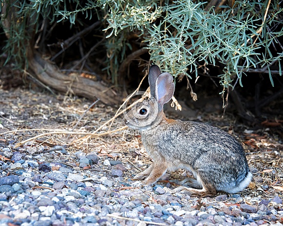 Desert Cottontail