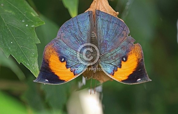Indian Leaf Indian Leaf