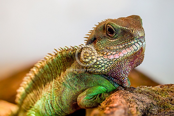 Asian Water Dragon Asian Water Dragon