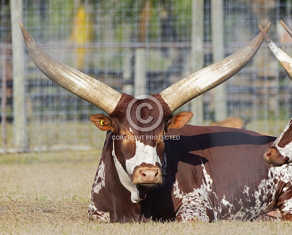 Watusi Cattle