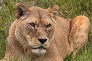 African Lion Lying Down In The Grass