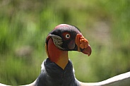 King Vulture