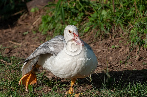 Muscovy Duck