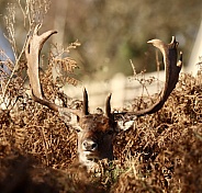 Deer stag