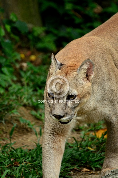 Cougar/ Moutain Lion/ Puma Cougar/ Moutain Lion/ Puma