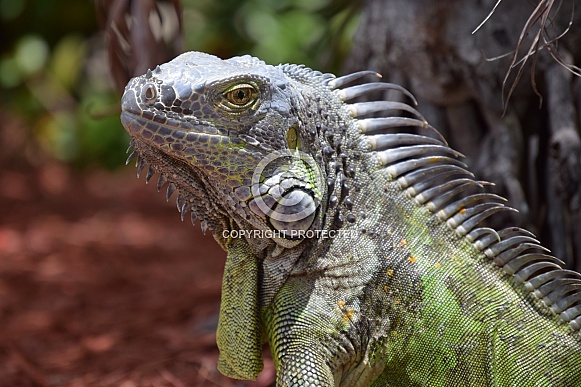 Iguana