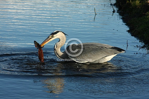 Blue Heron