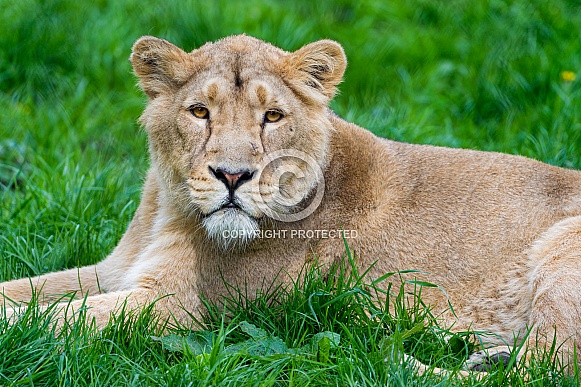 Lioness