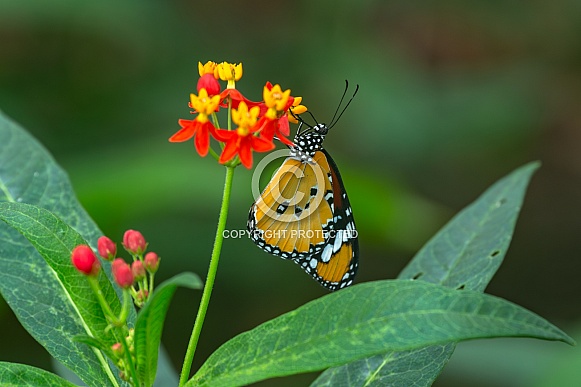 Donaus chrysippus, plain tiger on flower