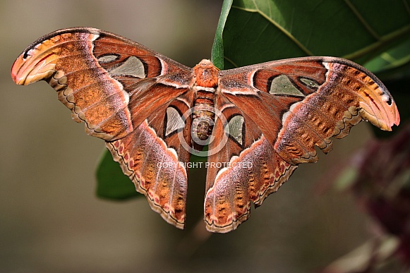 Attacus atlas Moth