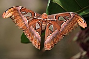 Attacus atlas Moth