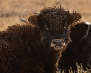 Highland cross calf