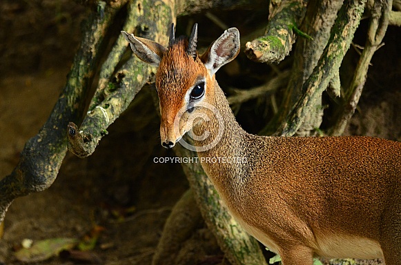 Dik-dik