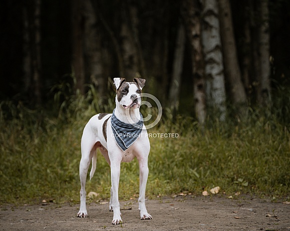 Mixed breed dog posing by the woods