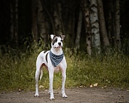 Mixed breed dog posing by the woods