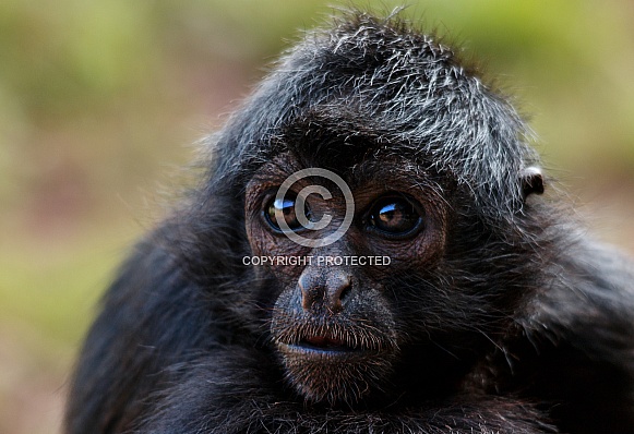 Spider Monkey Spider Monkey