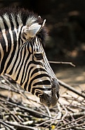  plains zebra
