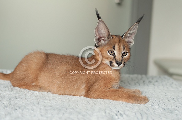 Caracal Cub Caracal Cub