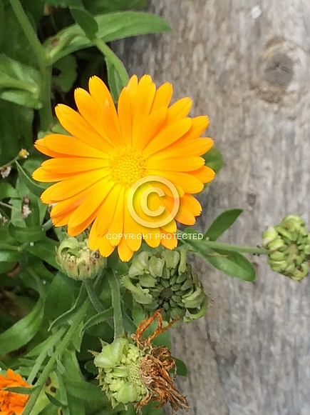 Calendula Flower