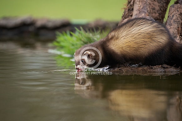 Female European Polecat Drinking