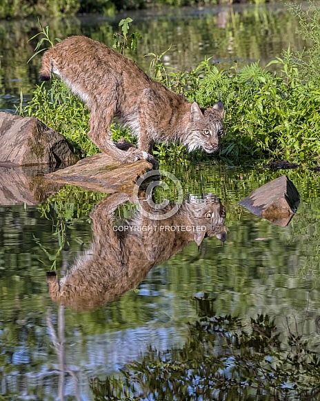 Canada Lynx with Reflection
