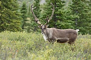 The reindeer or caribou (Rangifer tarandus)