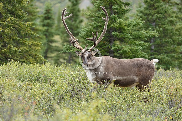 The reindeer or caribou (Rangifer tarandus)