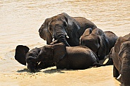 African Elephants bathing