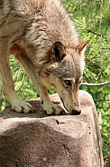 Timber Wolf