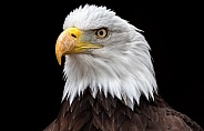 Bald Eagle Black Background