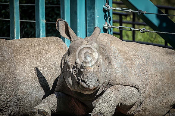 Rhinoceros Rhinoceros