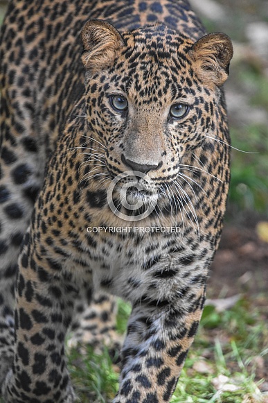 African Leopard Cub