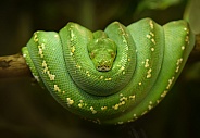 Green three python