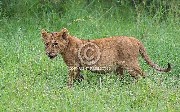 Lion Cub