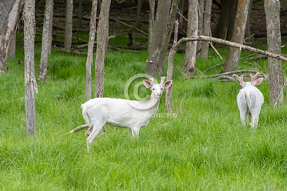 Albino White-tailed Deer Albino White-tailed Deer