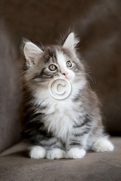 Maine coon