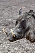 Warthog