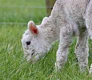 Newborn Lamb