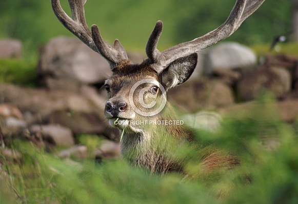 Deer Deer