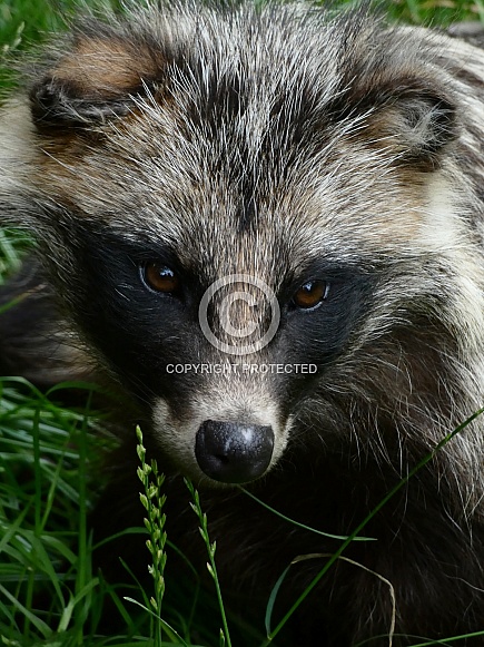 Raccoon Dog