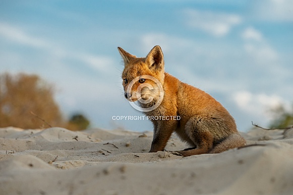 Red Fox Cub
