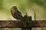 The little owl (Athene noctua)